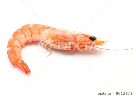 boiled Shrimp 9012873