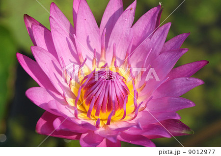 Pink Water Lily Pink Water Lily 9012977
