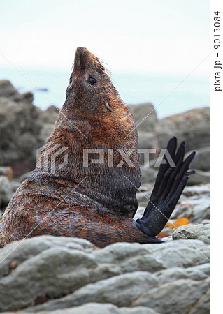 Sea lion 9013084