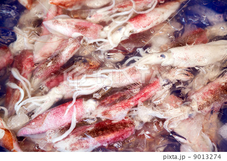raw squid 9013274