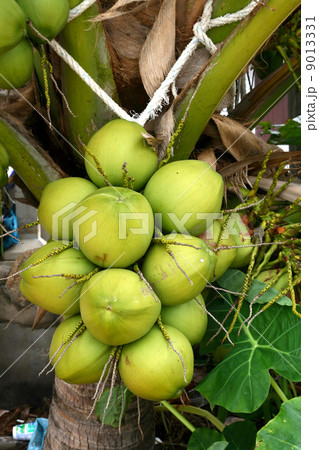 tropical coconut tropical coconut 9013331