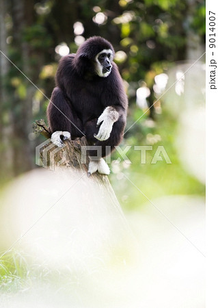 White hand Gibbon 9014007