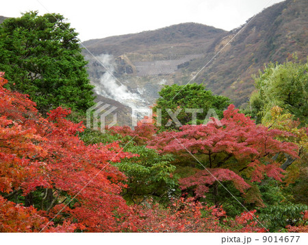 紅葉　箱根美術館　強羅 9014677