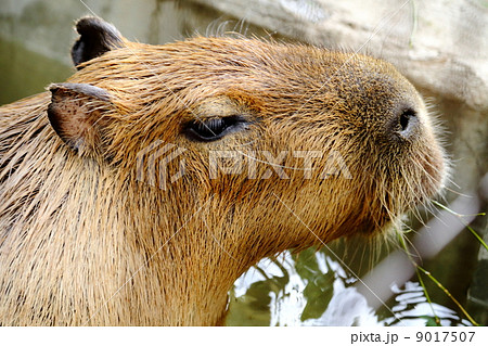 カビパラ 9017507