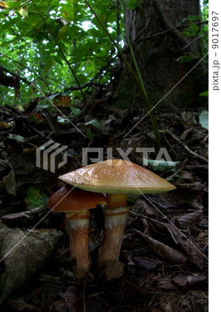 ハナイグチ 9017697