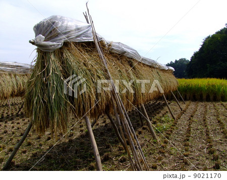 はさがけ はさがけ 9021170