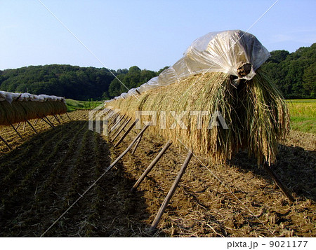 はさがけ 9021177