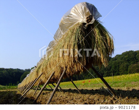 はさがけ 9021178