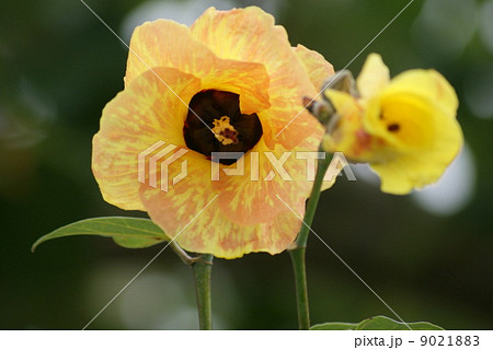 オオハマボウ 9021883