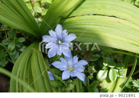 タテヤマリンドウ タテヤマリンドウ 9021891