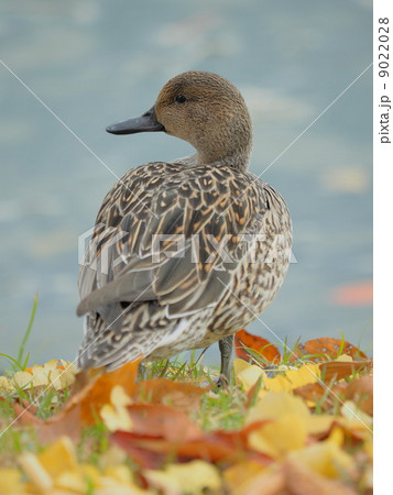 かわいい　オナガガモ（メス） 9022028