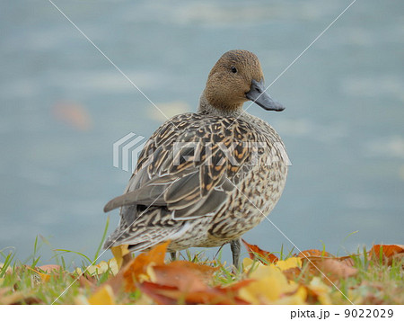 可愛い　オナガガモ（メス） 9022029