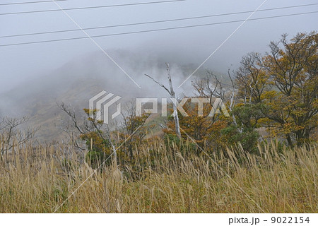 大涌谷　すすきと紅葉 9022154