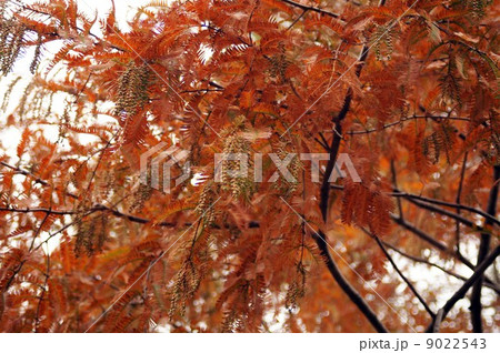 メタセコイアの紅葉と膨らんだ雄花の花序 メタセコイアの紅葉と膨らんだ雄花の花序 9022543