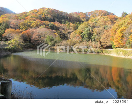 鐘撞堂山の谷津池（埼玉県深谷市） 9023594