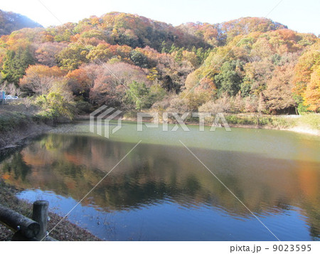 鐘撞堂山の谷津池（埼玉県深谷市） 9023595