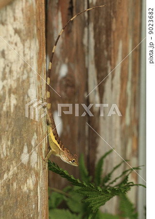 爬虫類　サキシマキノボリトカゲ逆立ち 9023682
