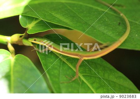 爬虫類　アオカナヘビのストレッチ 9023683