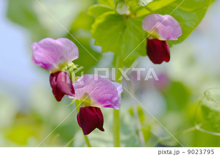 エントウの花 9023795