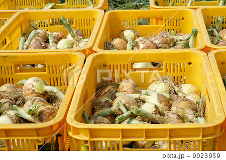 玉ねぎの収穫・コンテナー 9023959