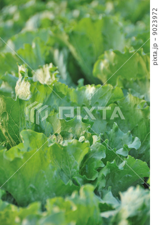 レタス 9023972