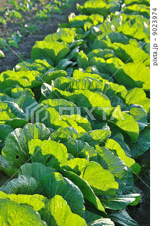 白菜 9023974