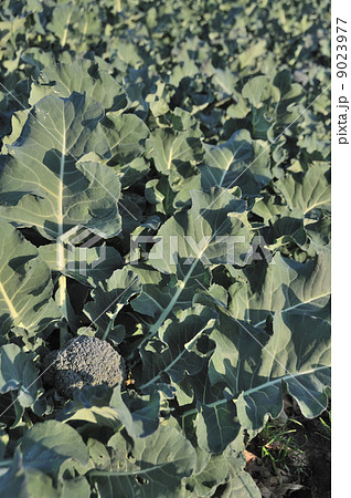 ブロッコリー 9023977