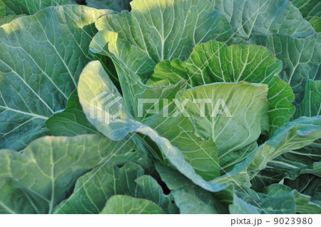 キャベツ 9023980