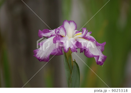 江戸系花菖蒲　花菖蒲　酒中花　しゅちゅうか　ハナショウブ　はなしょうぶ　Iris ensata Thunb. var. ensata 9025318