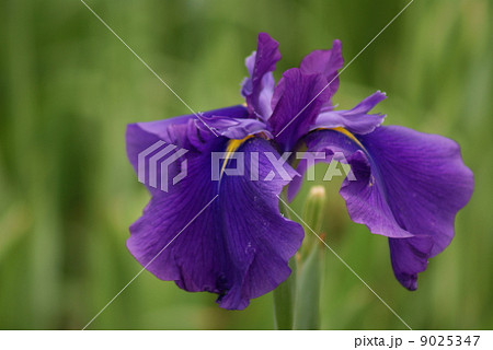 江戸系花菖蒲　花菖蒲　峰紫　みねむらさき　ハナショウブ　はなしょうぶ　Iris ensata Thunb. var. ensata 9025347