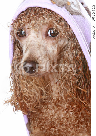 Poodle dog after a bath Poodle dog after a bath 9025415