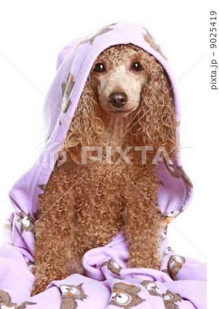 Dog after the bath Dog after the bath 9025419