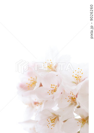 桜の開花イメージ 9026260