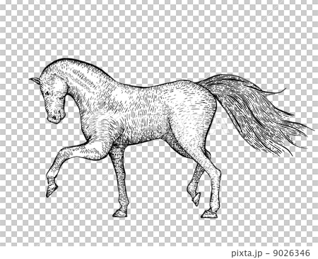 Engraved vintage horse 9026346