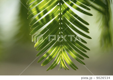 メタセコイアの葉 メタセコイアの葉 9026534