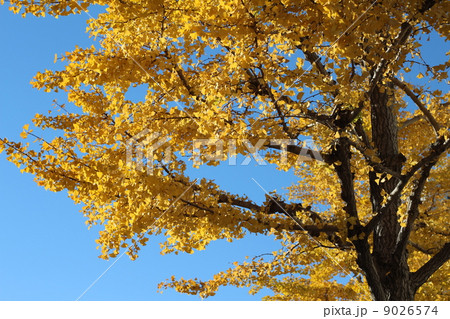 黄色に紅葉したイチョウ 黄色に紅葉したイチョウ 9026574