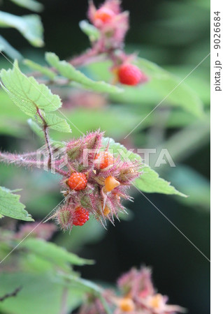 エビガライチゴ エビガライチゴ 9026684