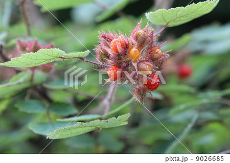 エビガライチゴ 9026685