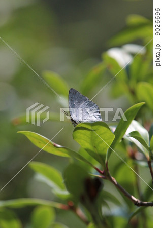 ウラギンシジミ 9026696