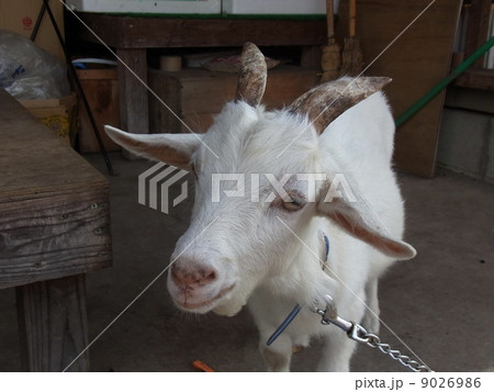 ヤギ ヤギ 9026986