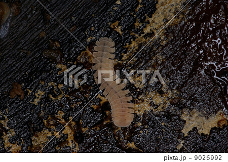 マクラギヤスデ 9026992