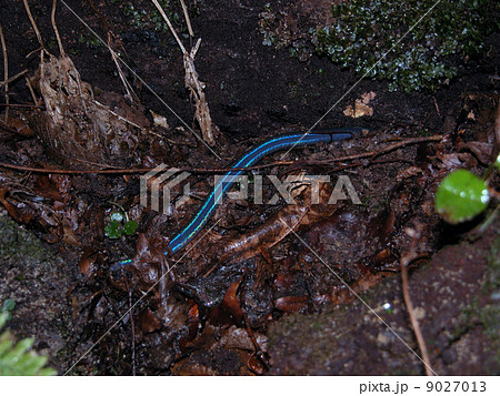 シーボルトミミズ シーボルトミミズ 9027013