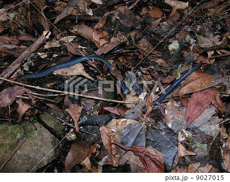 シーボルトミミズ シーボルトミミズ 9027015