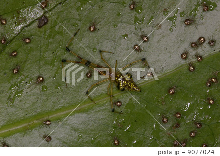 コガネヒメグモ 9027024