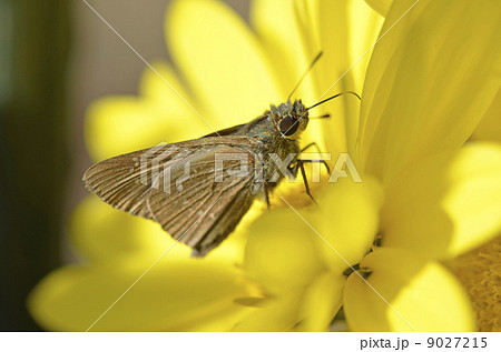 菊とチャバネセセリ 9027215