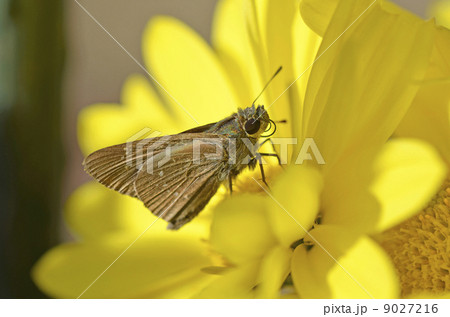 菊とチャバネセセリ 9027216