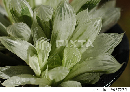 ピリフェラ錦 ピリフェラ錦 9027276