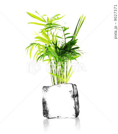 plant and ice cube plant and ice cube 9027371