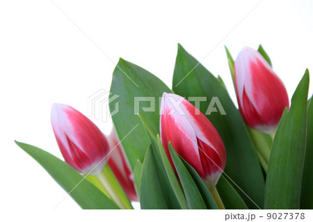 flowers, tulip flowers, tulip 9027378