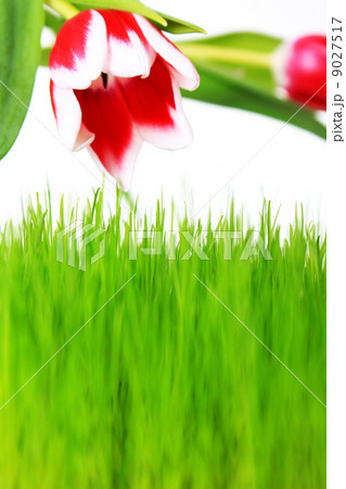 tulip and grass 9027517